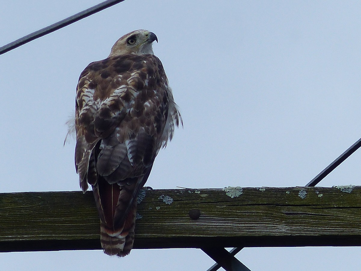 Red-tailed Hawk - ML464362351