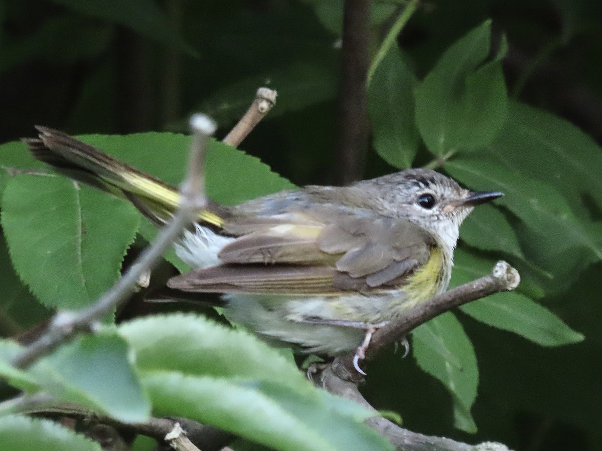 American Redstart - David and Regan Goodyear