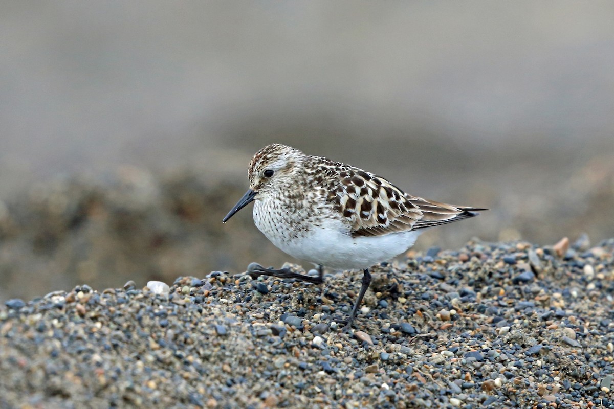 Baird's Sandpiper - ML46436331