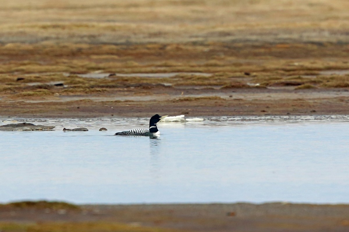 Yellow-billed Loon - Nigel Voaden