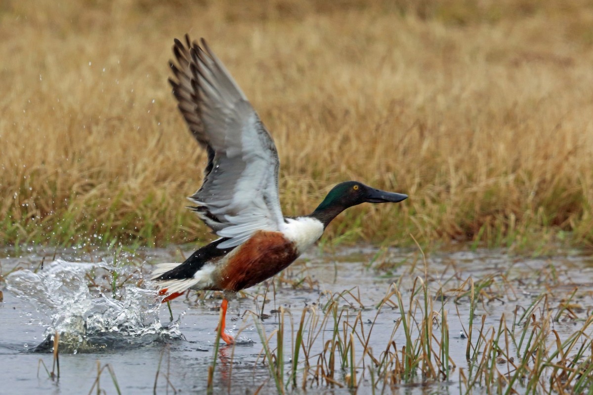 Northern Shoveler - ML46436461