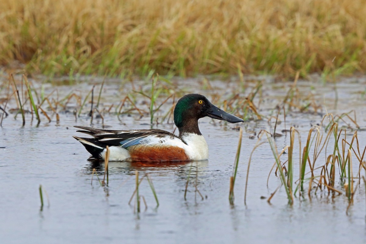 Northern Shoveler - ML46436471