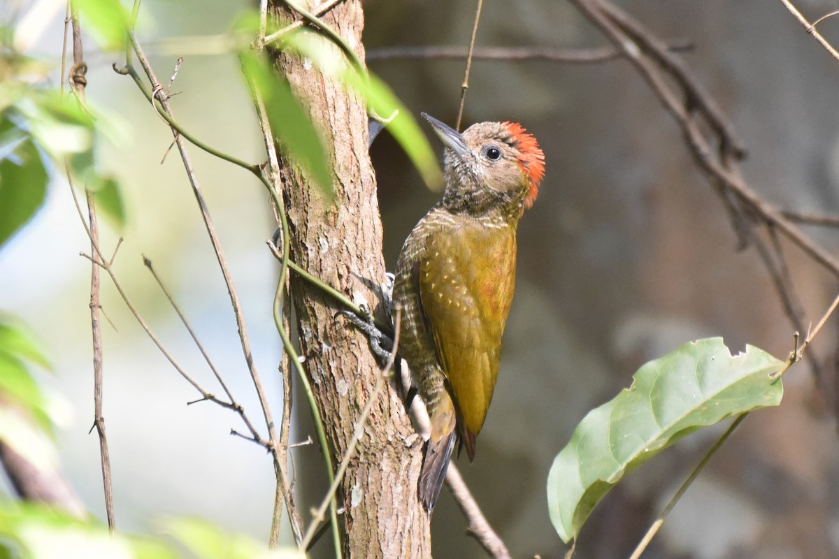 Little Woodpecker - Luiz Carlos Ramassotti