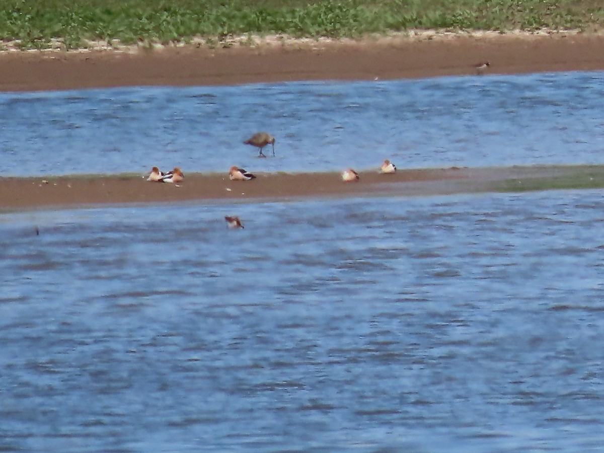 Avocette d'Amérique - ML464365571