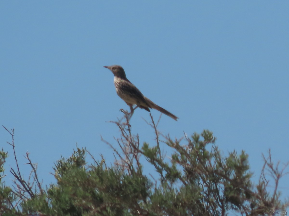 Sage Thrasher - ML464366121