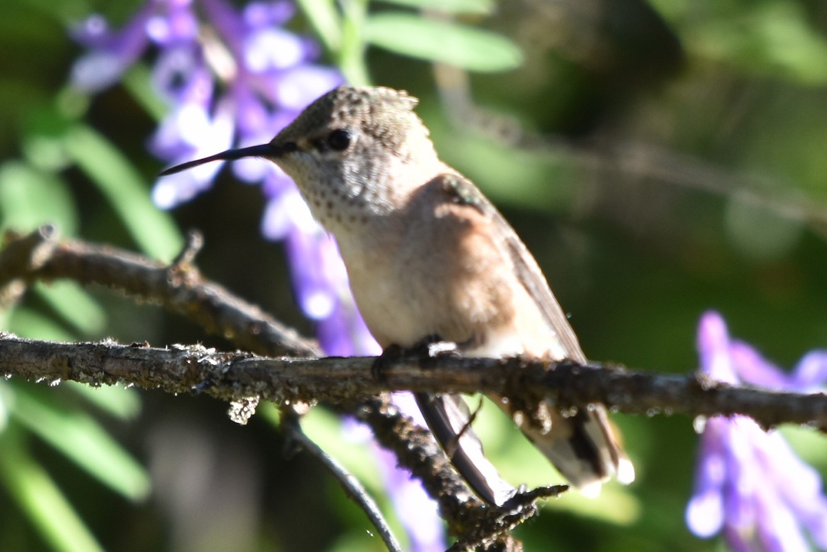 Calliope Hummingbird - ML464366381