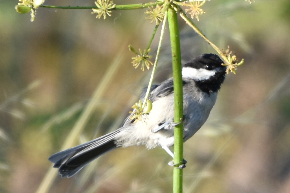 Black-capped Chickadee - ML464366491
