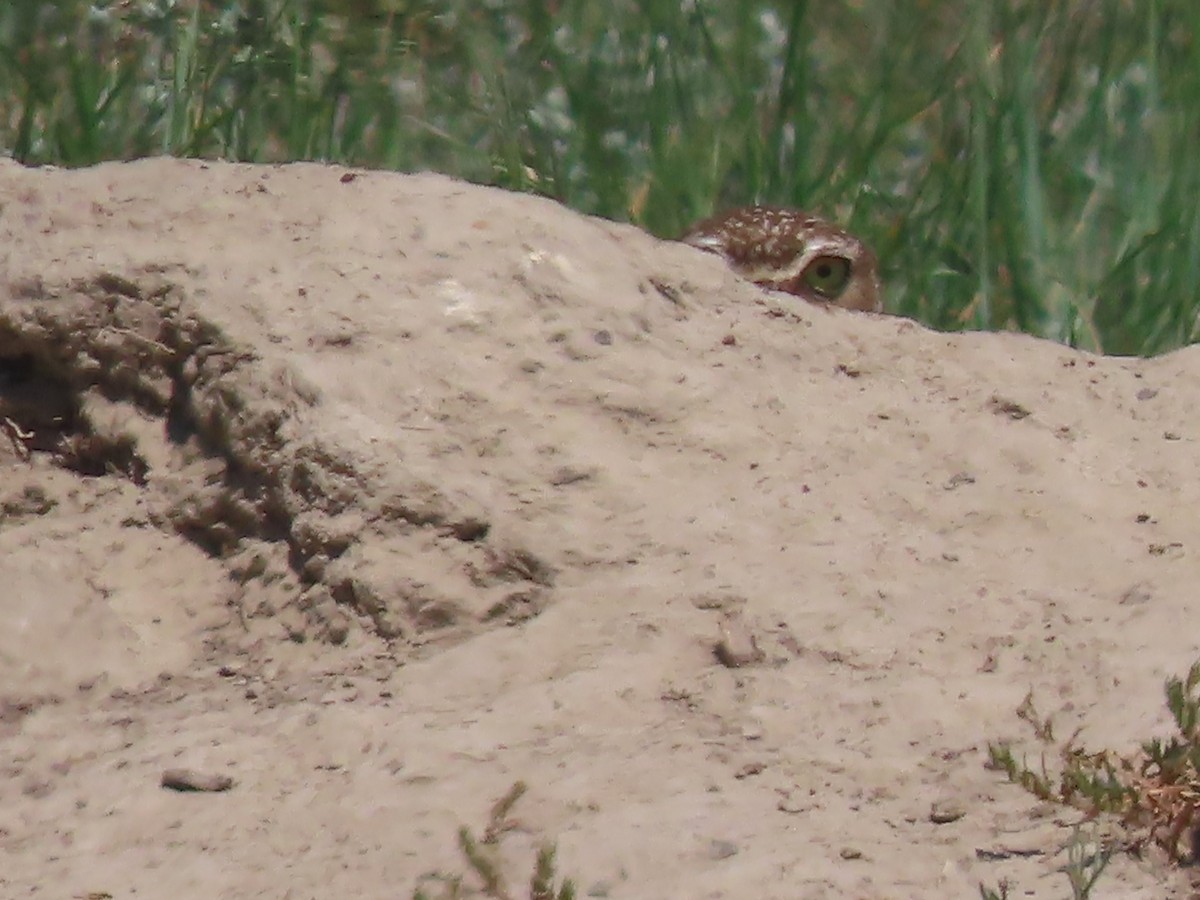 Burrowing Owl - Mike Lesnik