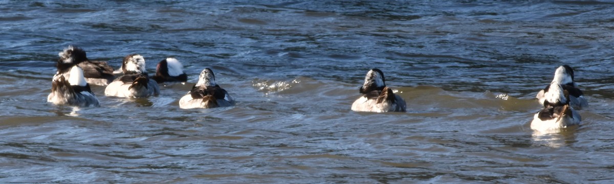 Bufflehead - ML464368301