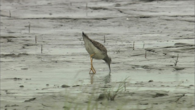 Lesser Yellowlegs - ML464370