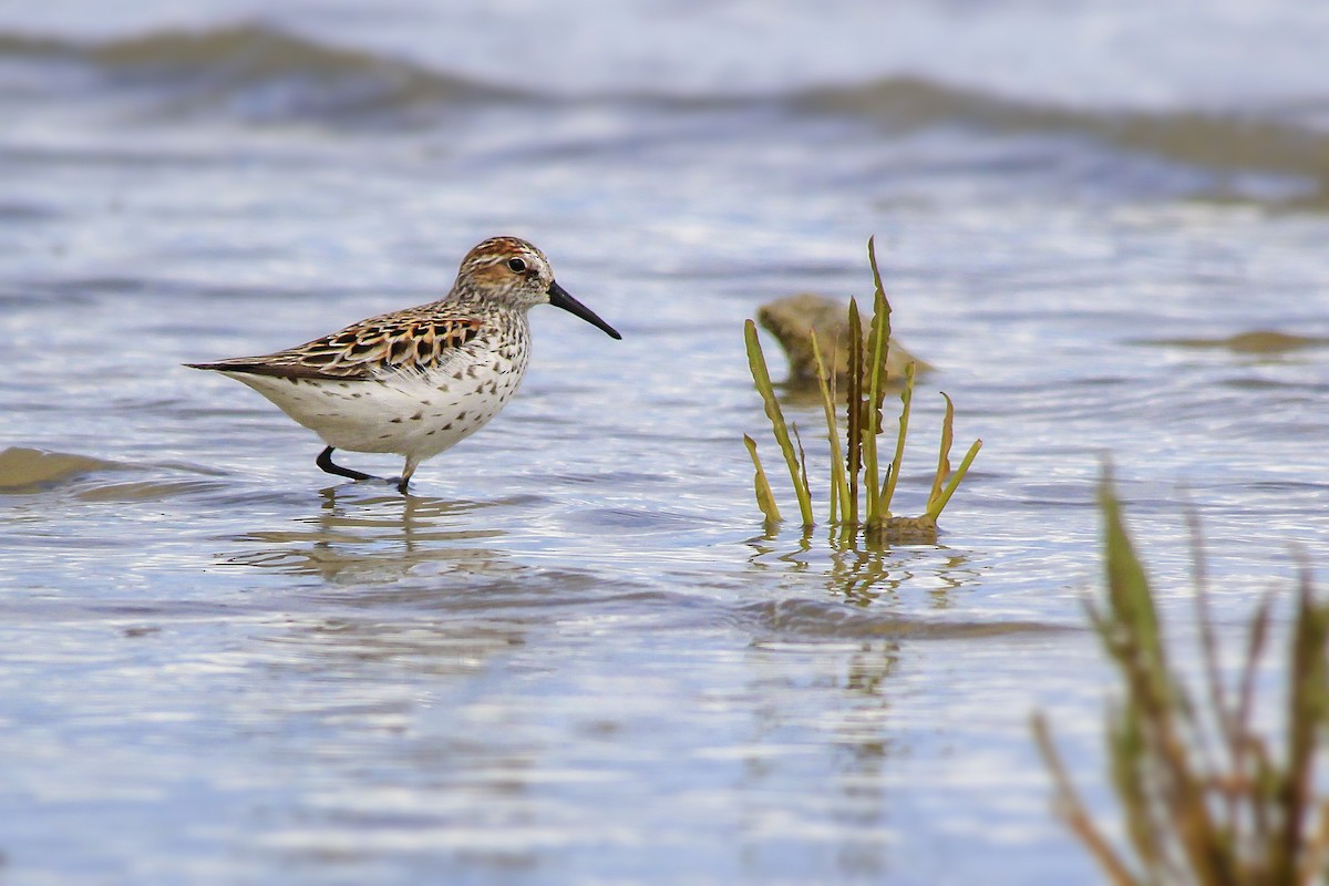 Western Sandpiper - Matthew Pendleton