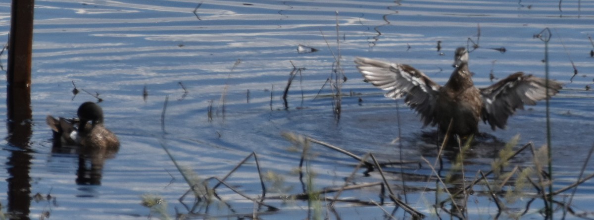 Blue-winged Teal - Alec Andrus