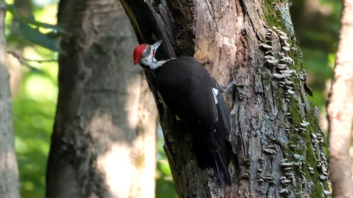 Pileated Woodpecker - Robert Howard