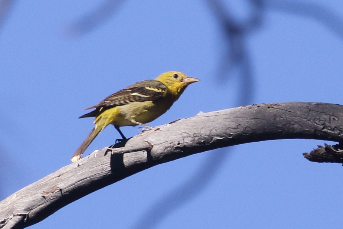 Western Tanager - ML464373681
