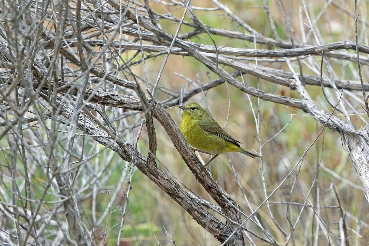 Orange-crowned Warbler (sordida) - Nigel Voaden