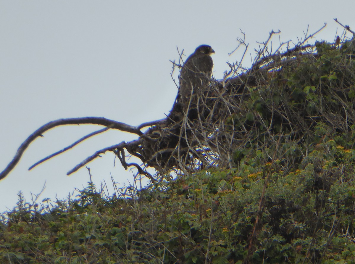 Peregrine Falcon - ML464375751