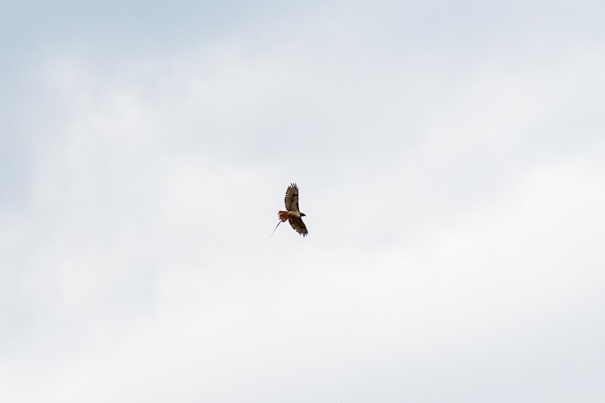 Red-tailed Hawk - ML464375961