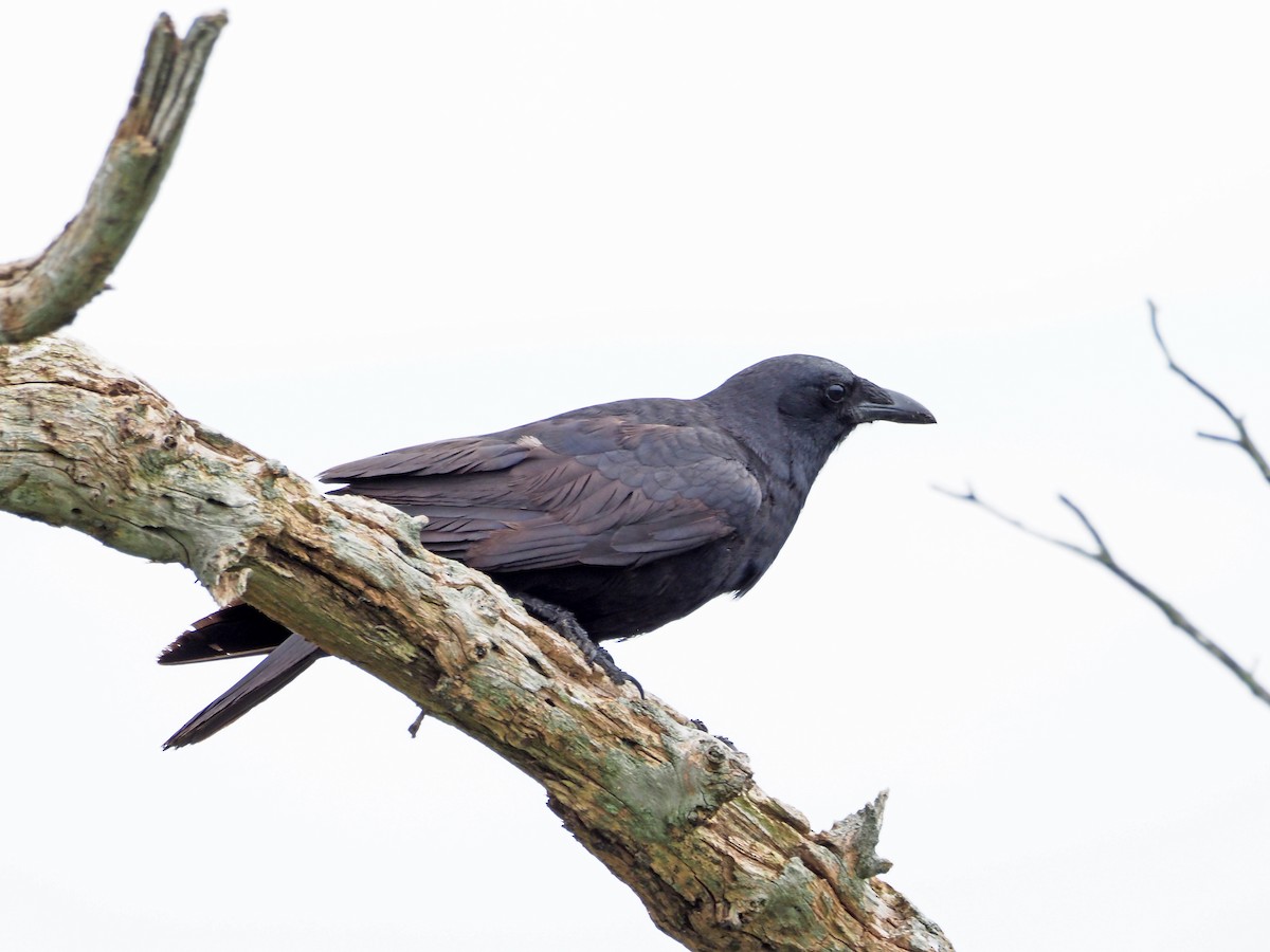 American Crow - ML464376061