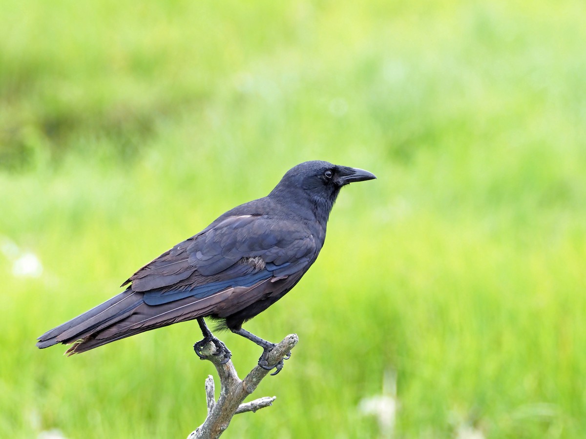 American Crow - ML464376091