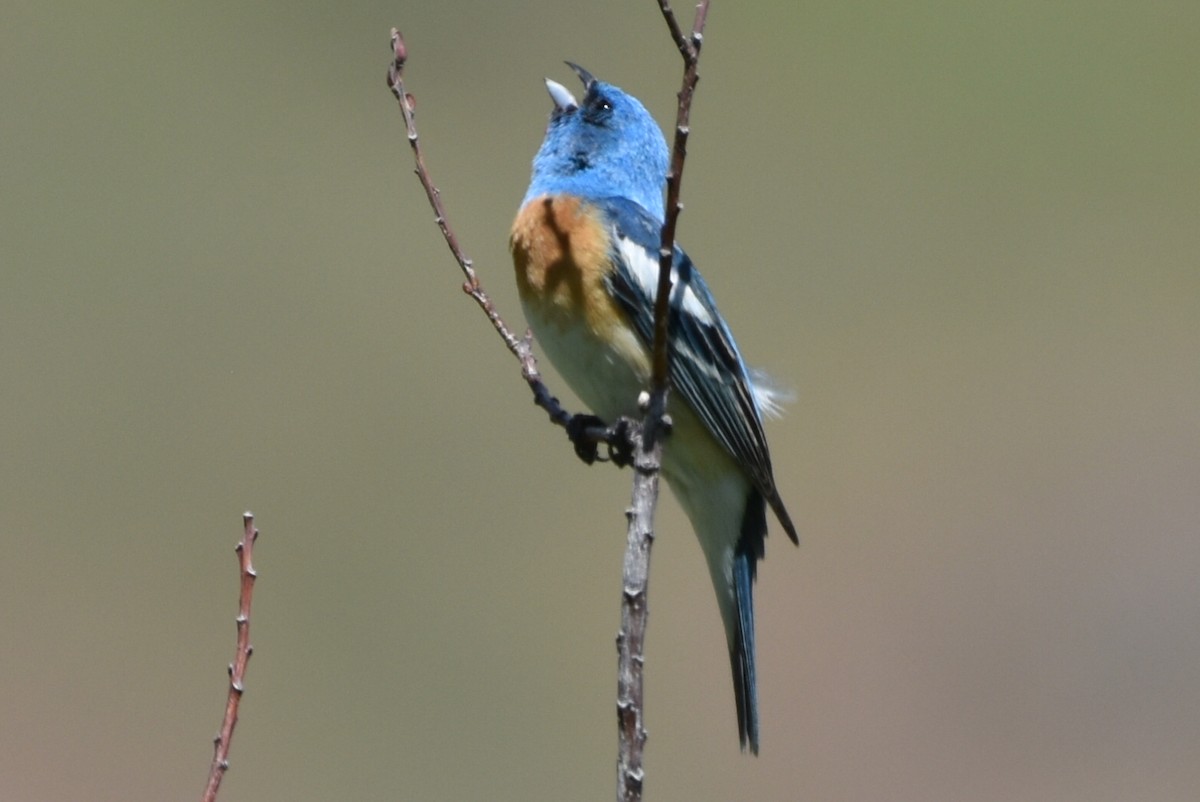 Lazuli Bunting - ML464376581