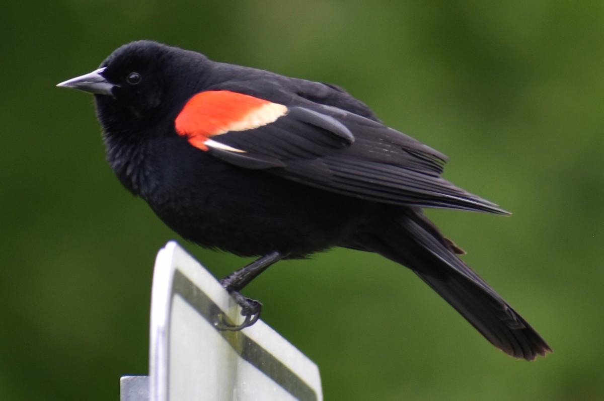 Red-winged Blackbird - ML464376731