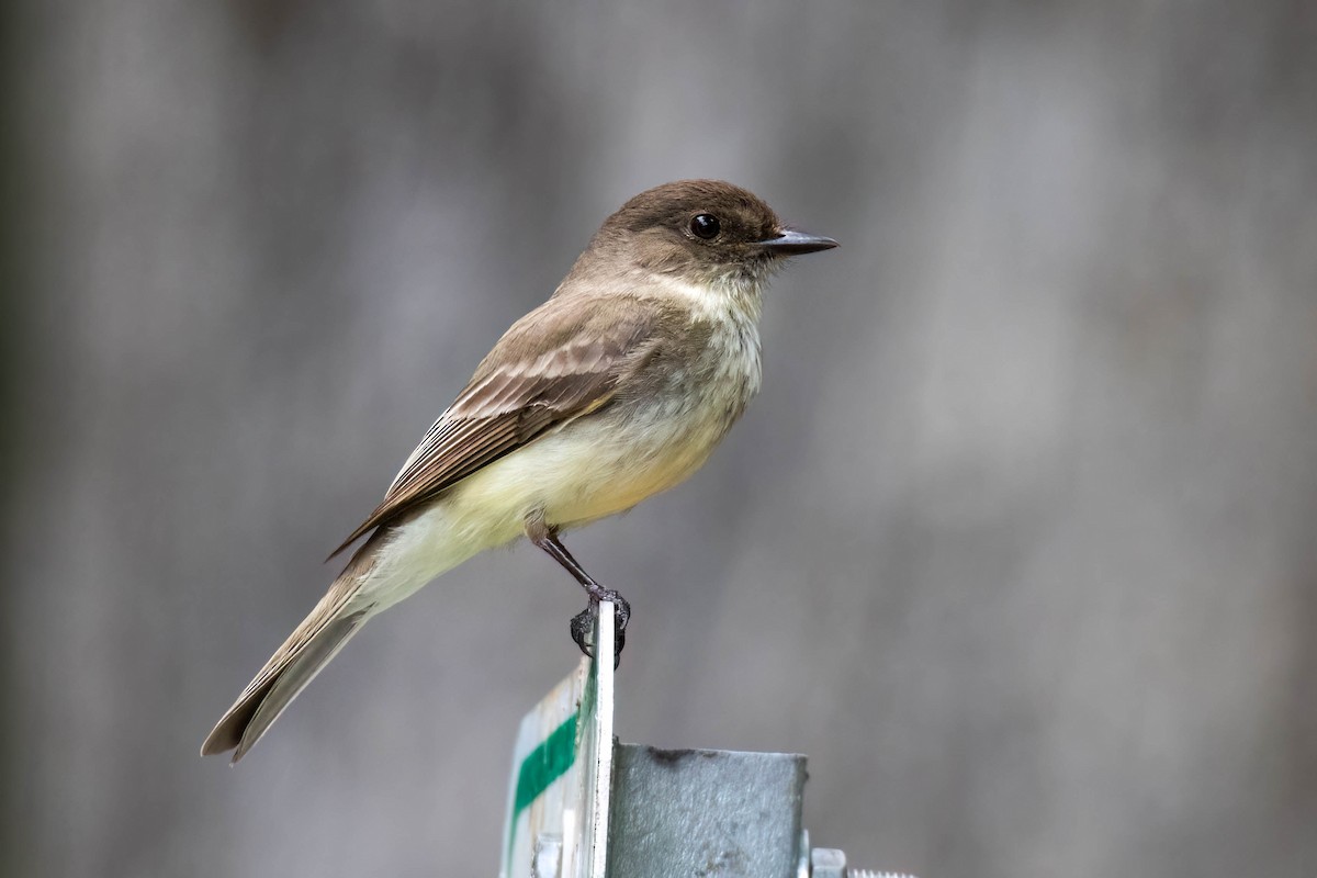 Eastern Phoebe - ML464376911