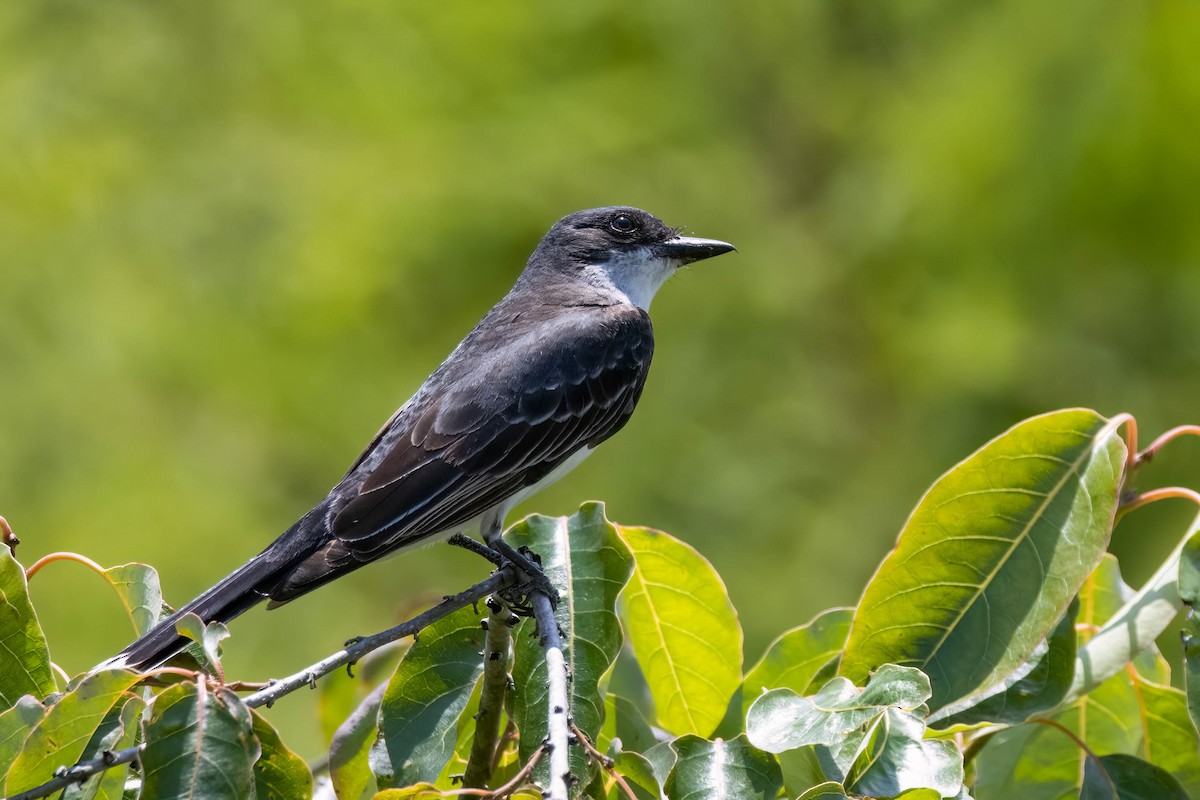 Eastern Kingbird - ML464376921