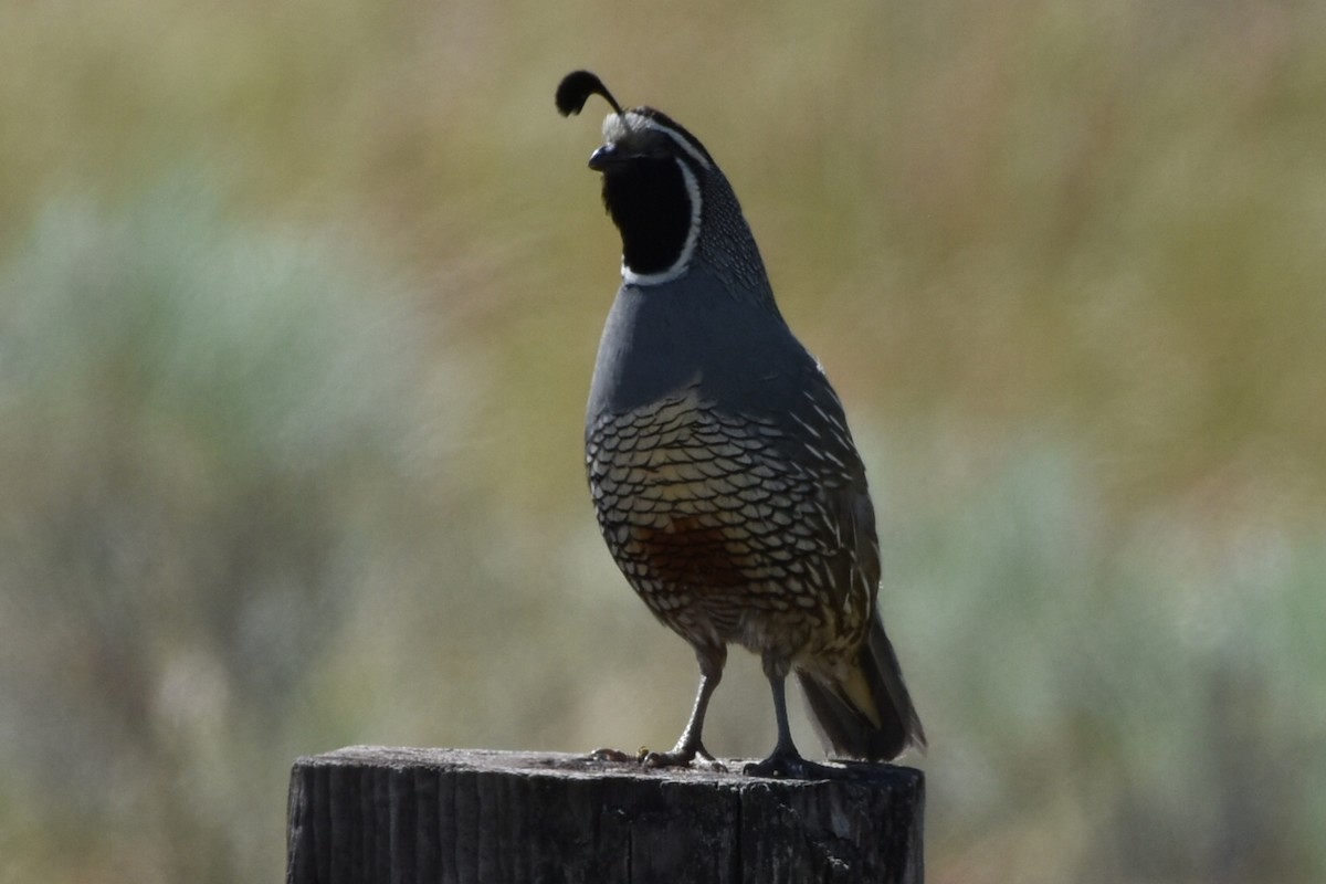 California Quail - ML464376931