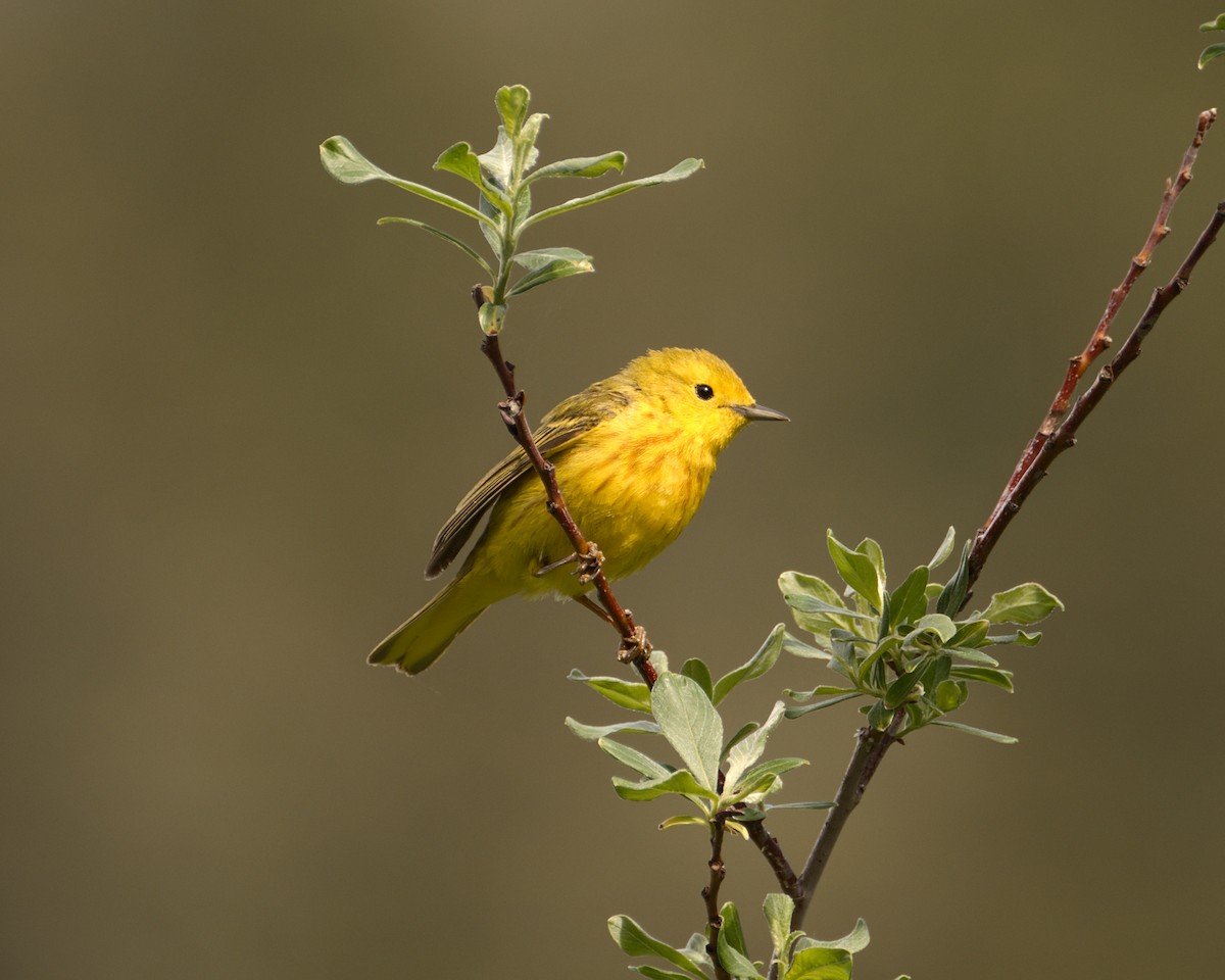 Yellow Warbler - ML464377021