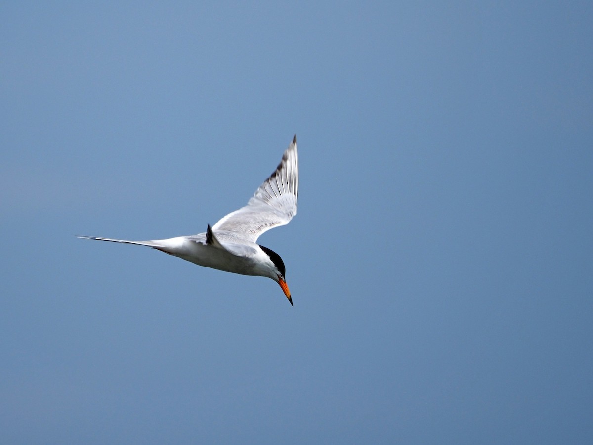 Common Tern - ML464377521