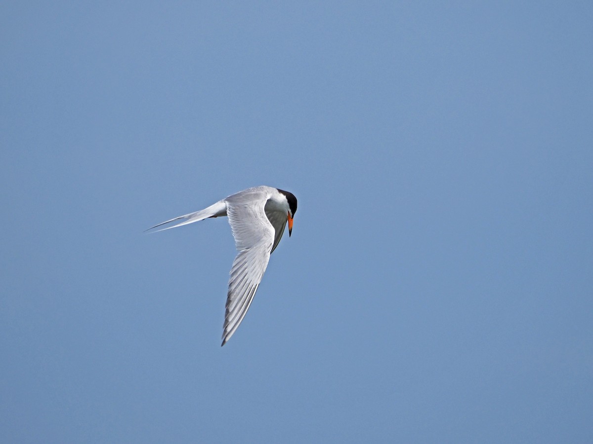 Common Tern - Ming P.