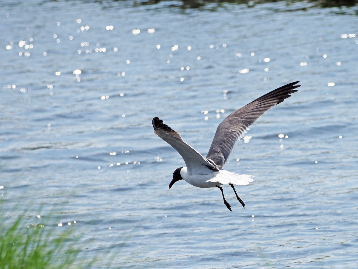 Laughing Gull - Ming P.