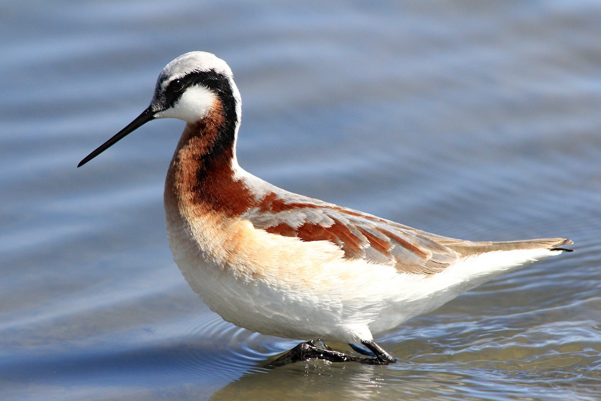 Wilson's Phalarope - Matthew Pendleton