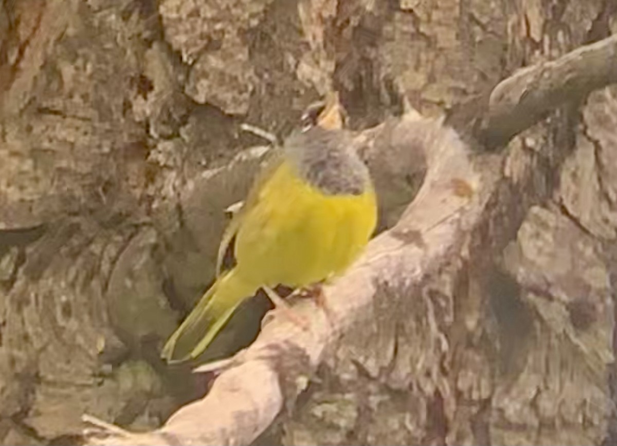 MacGillivray's Warbler - ML464380771