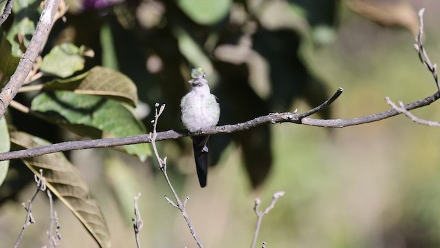 Colibrí Ventrigrís - ML464380941