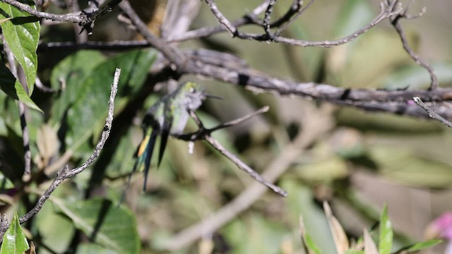 gråbukkolibri - ML464380961