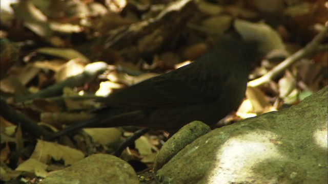 Bronzed Cowbird (Bronzed) - ML464381