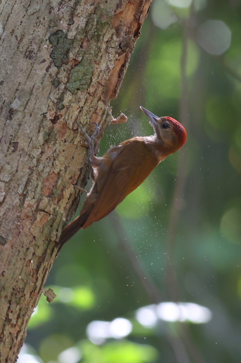 Smoky-brown Woodpecker - george parker