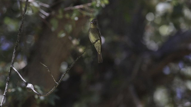 Western Wood-Pewee - ML464381721