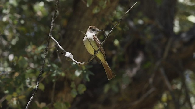 Ash-throated Flycatcher - ML464382311