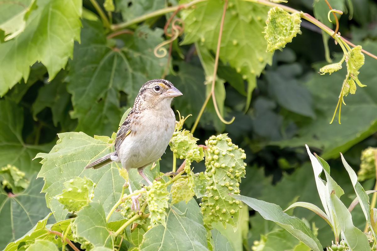 Grasshopper Sparrow - ML464384891