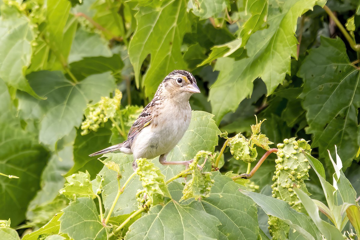 Grasshopper Sparrow - ML464384901
