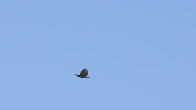 Red-tailed Hawk (calurus/alascensis) - ML464385201