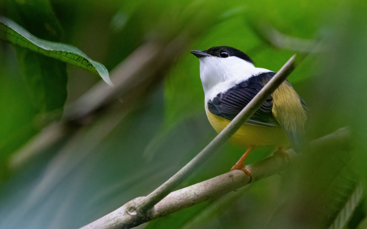 White-collared Manakin - Mason Maron