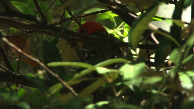 Flame-colored Tanager - ML464386