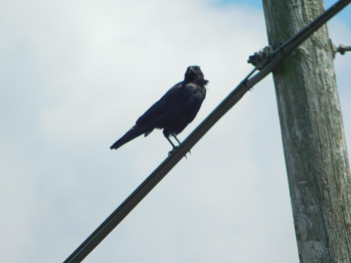 American Crow - ML464386091