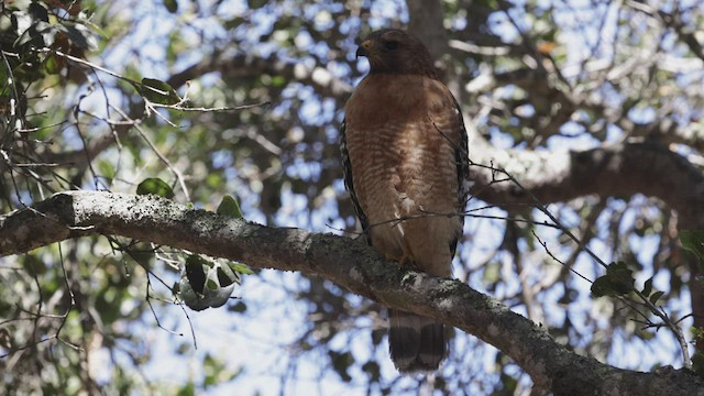 Red-shouldered Hawk (elegans) - ML464387201