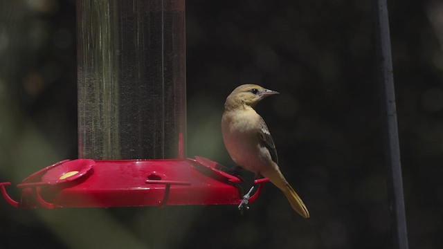 Oriole masqué (groupe nelsoni) - ML464387971