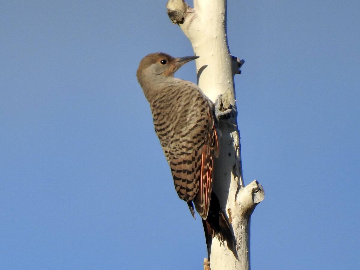 Northern Flicker - ML464387991