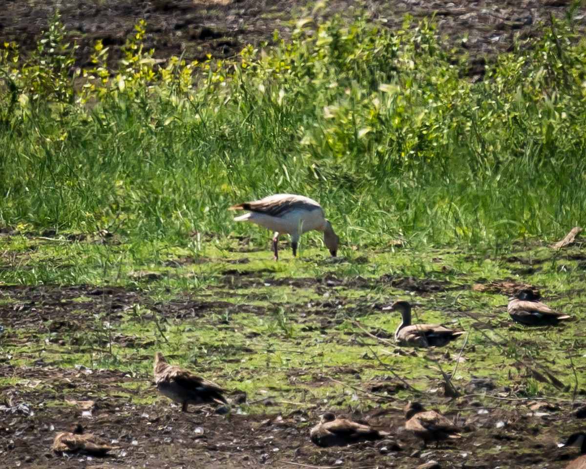 Цасны галуу - ML464388041